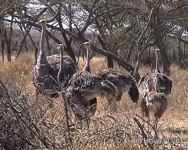 Somali Ostrich - ML201254341