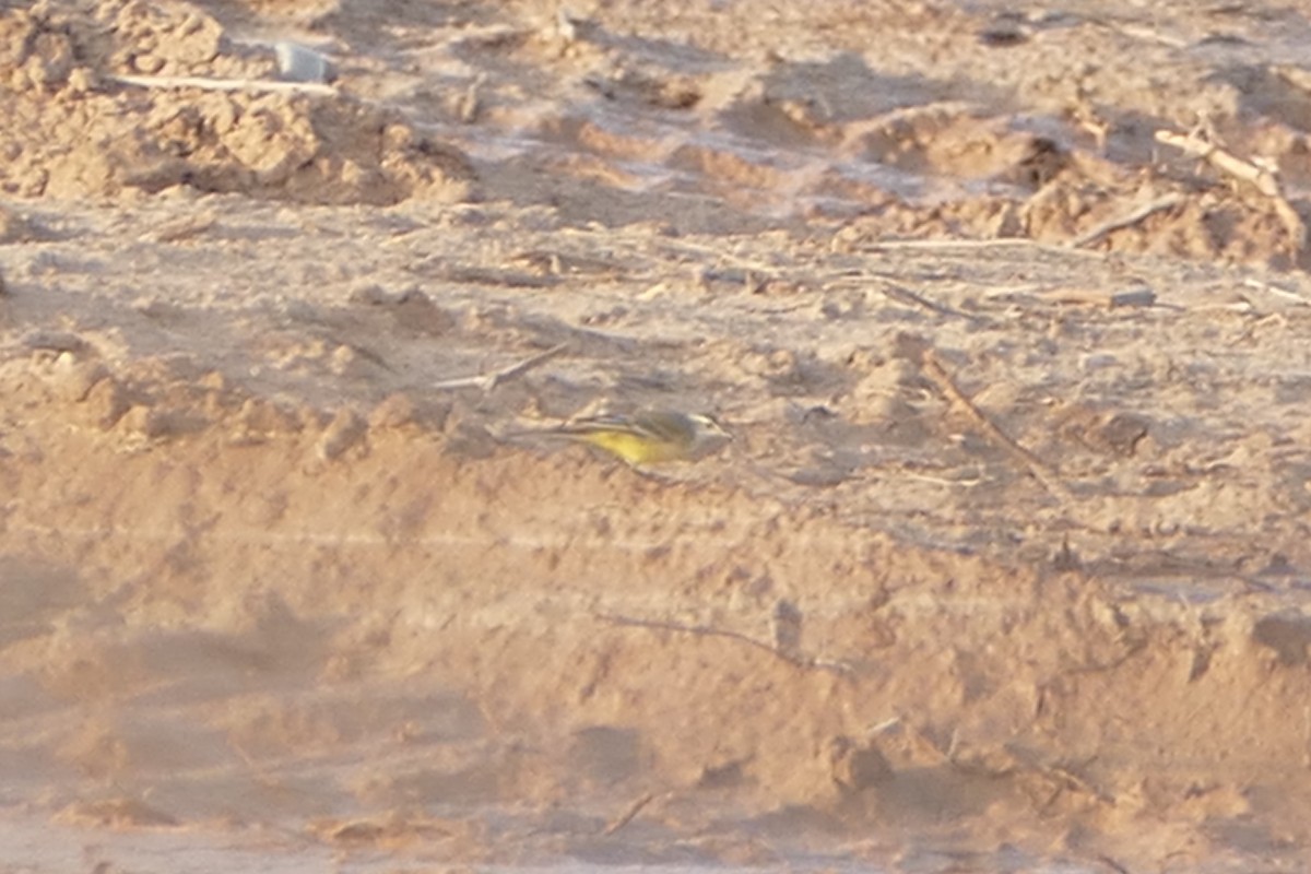 Western Yellow Wagtail (flava/beema) - Peter Kaestner