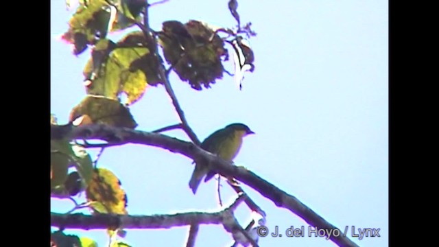 Golden-breasted Fruiteater - ML201254461