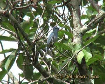 Gobemouche bleuâtre (unicolor) - ML201254501