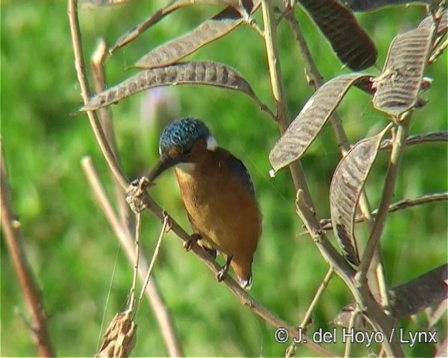 Malachite Kingfisher (Mainland) - ML201254621