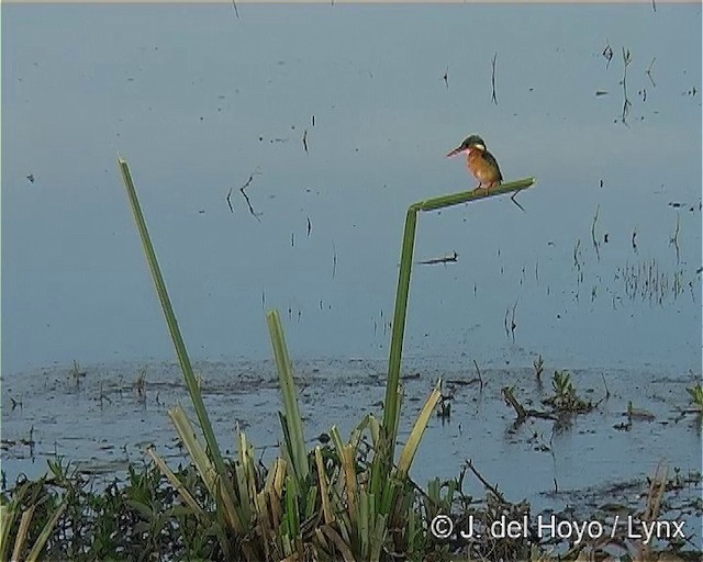 Malachite Kingfisher (Mainland) - ML201254641