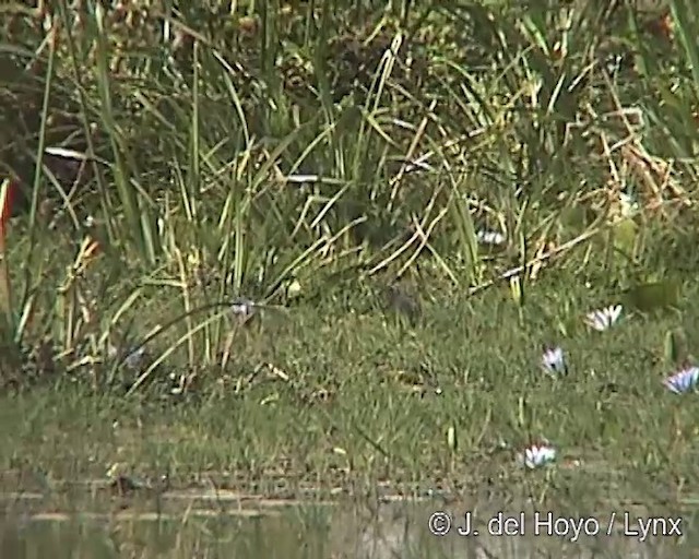 Black Crake - ML201254651