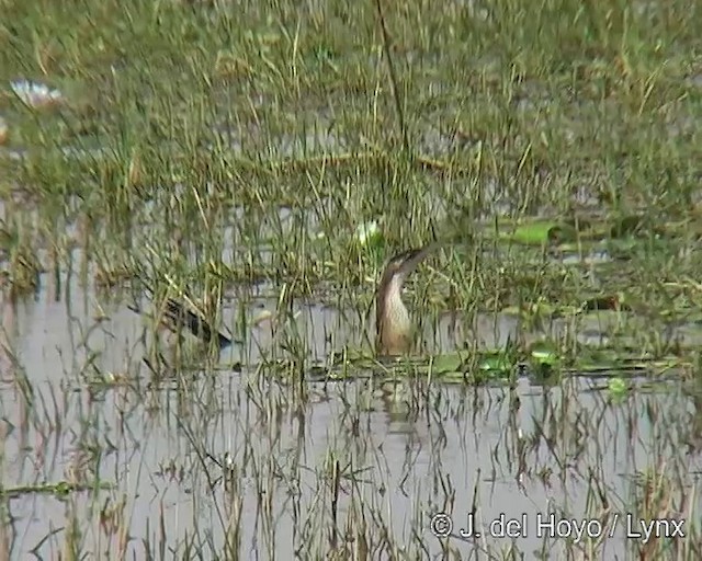 Afrika-Schlangenhalsvogel - ML201254661