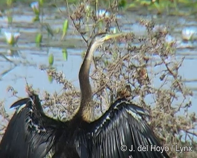 Afrika-Schlangenhalsvogel - ML201254671