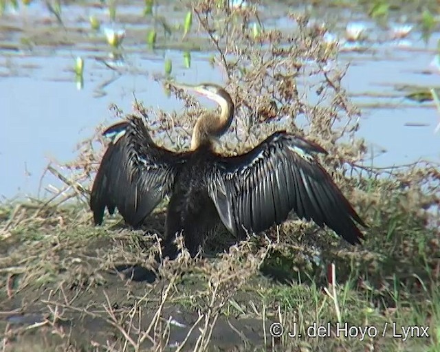 Afrika-Schlangenhalsvogel - ML201254681