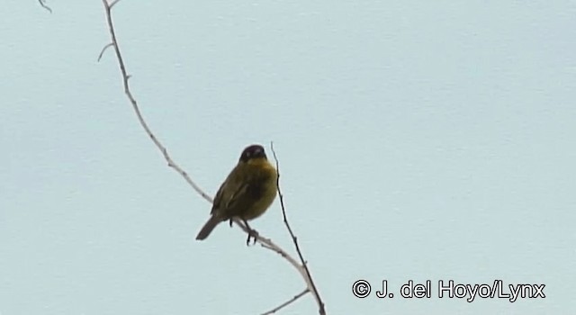 Baglafecht Weaver - ML201254711