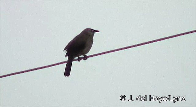 Brown Babbler - ML201254721