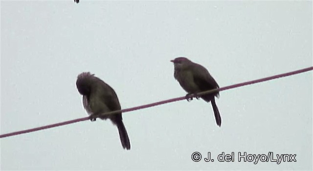 Brown Babbler - ML201254731