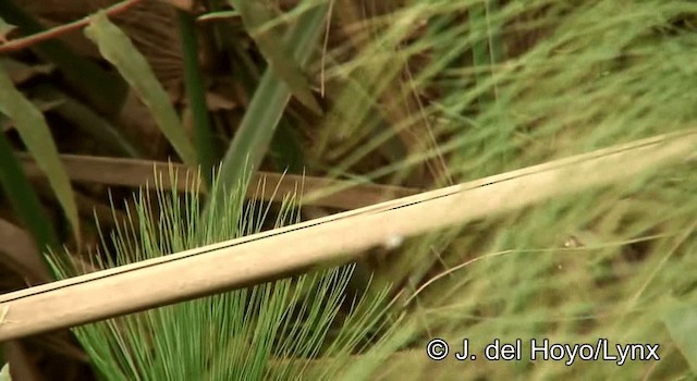 ヒガシキバラカエデチョウ - ML201254751