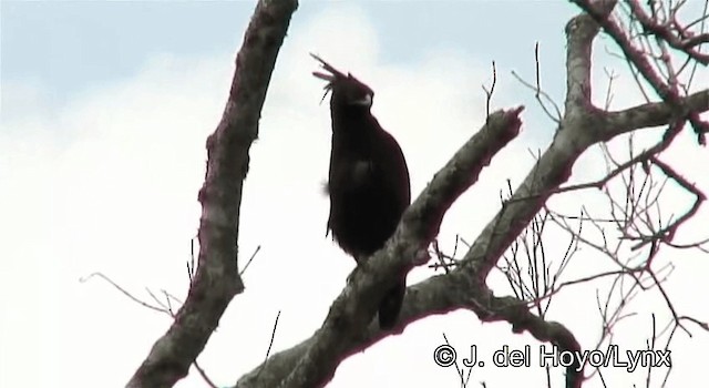 Long-crested Eagle - ML201254771