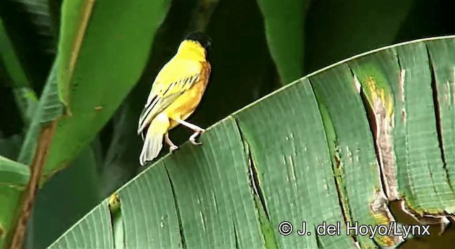 Tisserin à dos d'or - ML201254791