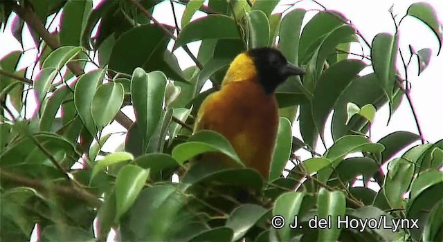 Tisserin à dos d'or - ML201254801