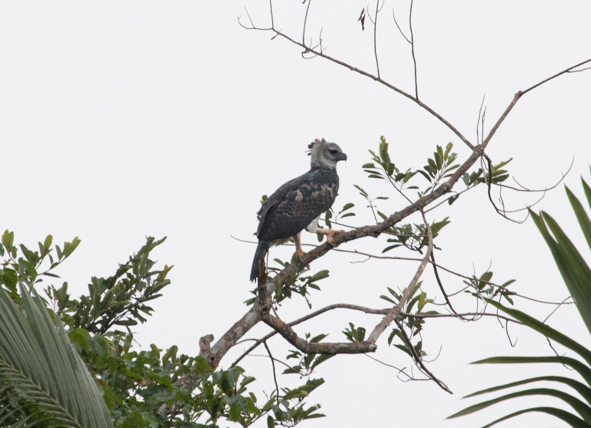 Harpy Eagle - ML20125481