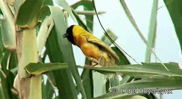 Tisserin à dos d'or - ML201254811