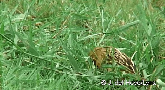 Tisserin à dos d'or - ML201254821