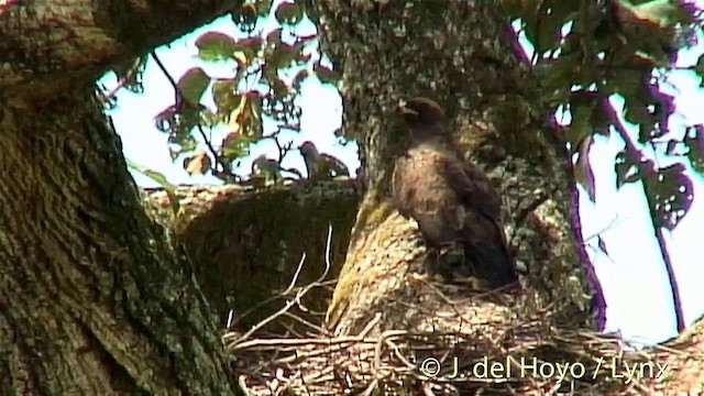 Wahlberg Küçük Kartalı - ML201254831
