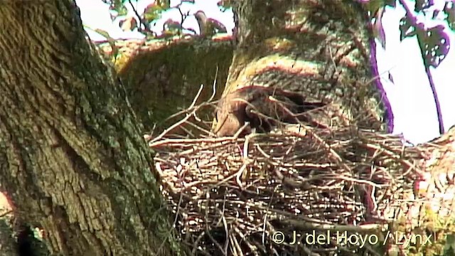 Wahlberg's Eagle - ML201254841