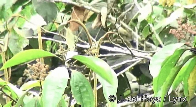 Red-bellied Grackle - ML201254881