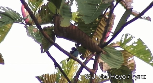 Turquoise Dacnis - ML201254921