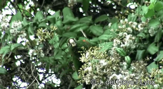 ミドリアカオウロコインコ - ML201254931