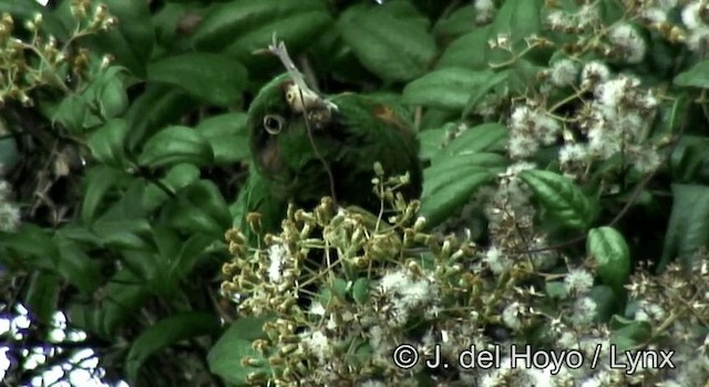 Conure de Santa Marta - ML201254941