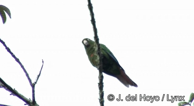 Santa Marta Parakeet - ML201254951