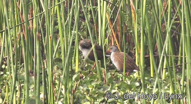 Bogota Rail - ML201254961