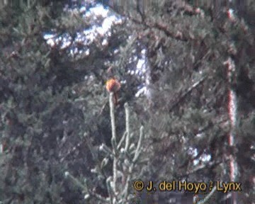 Blue-fronted Redstart - ML201255021