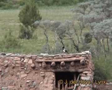 Black-rumped Magpie - ML201255041