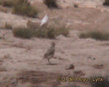 Ground Tit - ML201255071