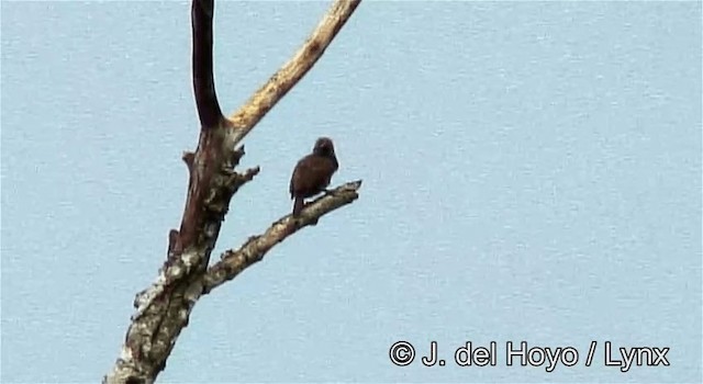 Gray-throated Barbet - ML201255301