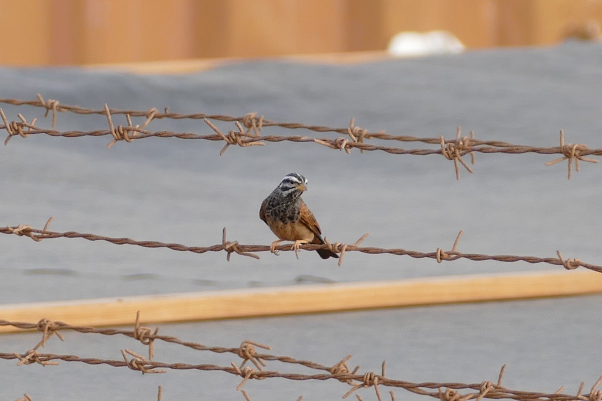 Striolated Bunting - ML20125531