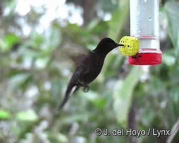 kolibřík hyacintový - ML201255411