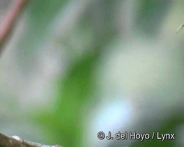 kolibřík hyacintový - ML201255431