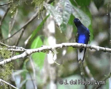 kolibřík hyacintový - ML201255441