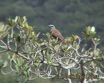 Cape Rock-Thrush - ML201255451