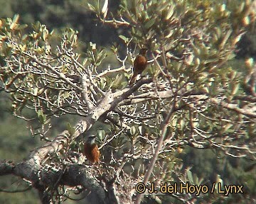 Cape Rock-Thrush - ML201255461