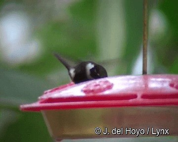 Purple-throated Woodstar - ML201255491