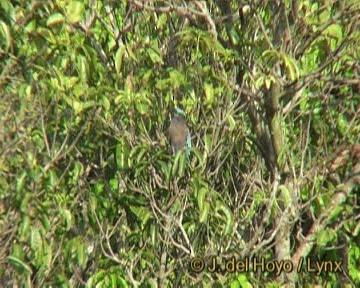 Carraca Indochina - ML201255581