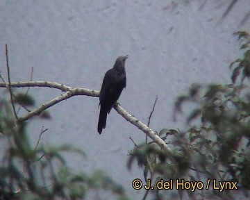 Red-winged Starling - ML201255591