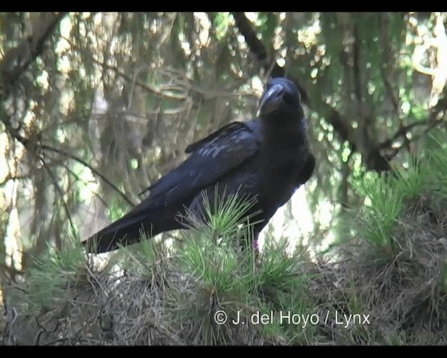 Thick-billed Raven - ML201255601