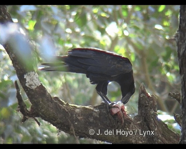 Corbeau corbivau - ML201255611