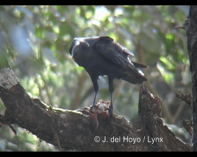 Thick-billed Raven - ML201255621