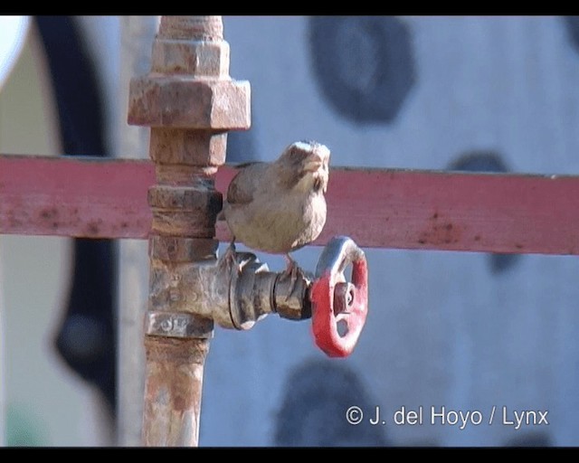 Brown-rumped Seedeater - ML201255661