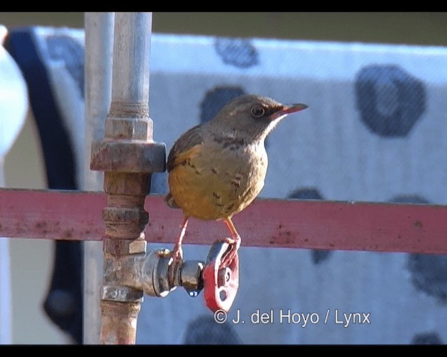 Abyssinian Thrush (Abyssinian) - ML201255681