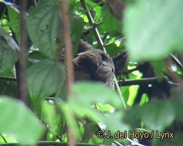 Yellow-whiskered Greenbul - ML201255701