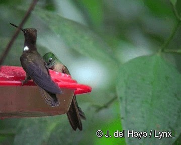 Brown Inca - ML201255711