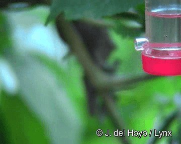 Brown Inca - ML201255721