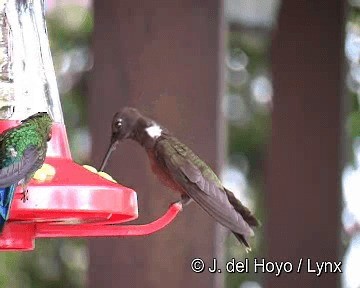 Brown Inca - ML201255731